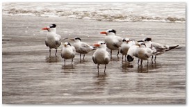 Praia Grande
Belezas Naturais e Arquitetnicas